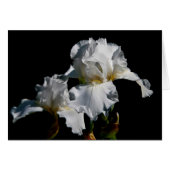 White Iris (Front Horizontal)