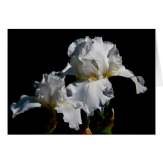 White Iris