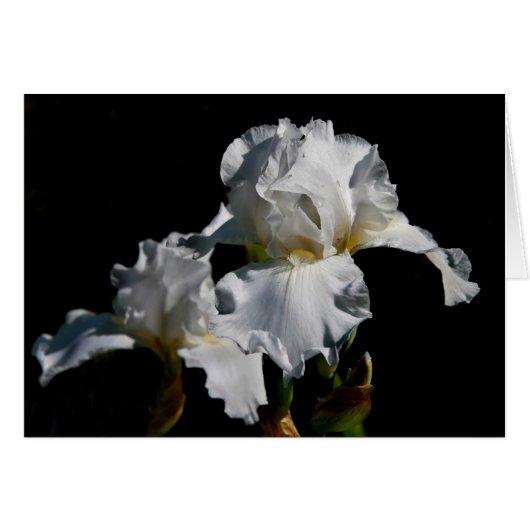 White Iris (Front Horizontal)
