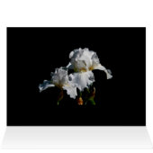 White Iris (Inside Horizontal (Top))