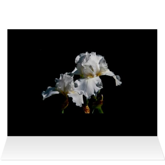 White Iris (Inside Horizontal (Top))