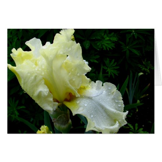 White Iris Cards (Front Horizontal)