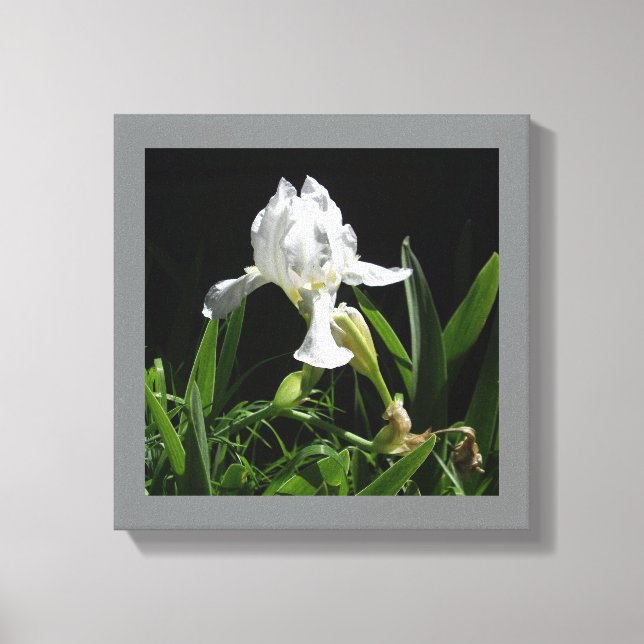 White Iris for Your Wall  Canvas Print (Front)