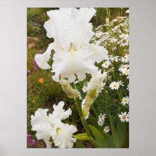 White Iris Irises Floral Flower Garden Poster