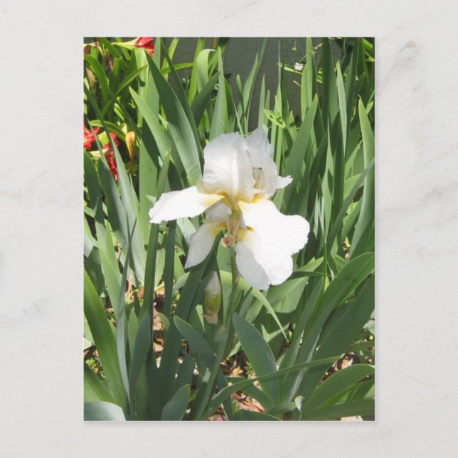 White Iris Postcard (Front)