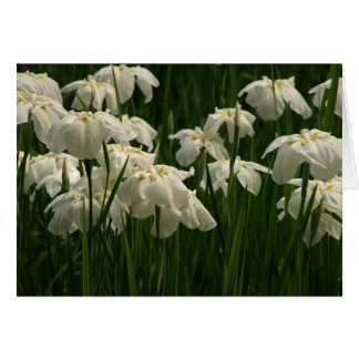 White Irises Cards