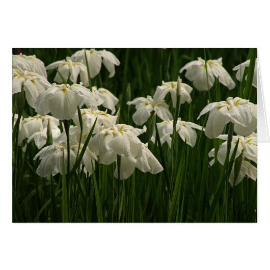 White Irises Cards (Front Horizontal)