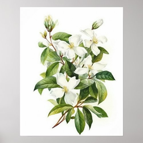 White Jasmine Flowers Art Print Poster