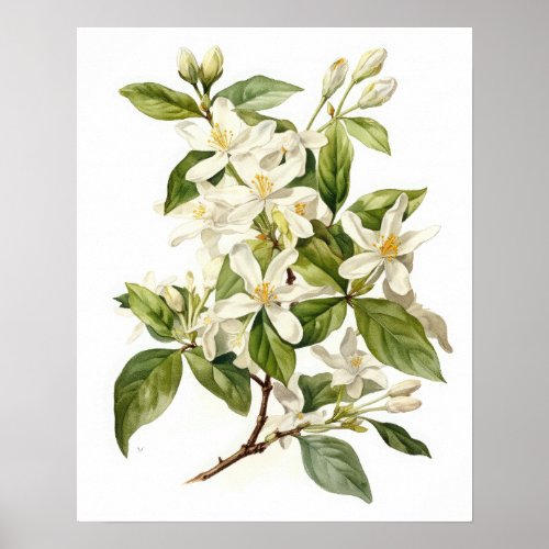 White Jasmine Flowers Art Print Poster