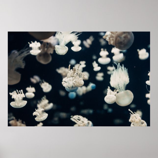 WHITE JELLYFISH UNDERWATER PHOTO POSTER (Front)