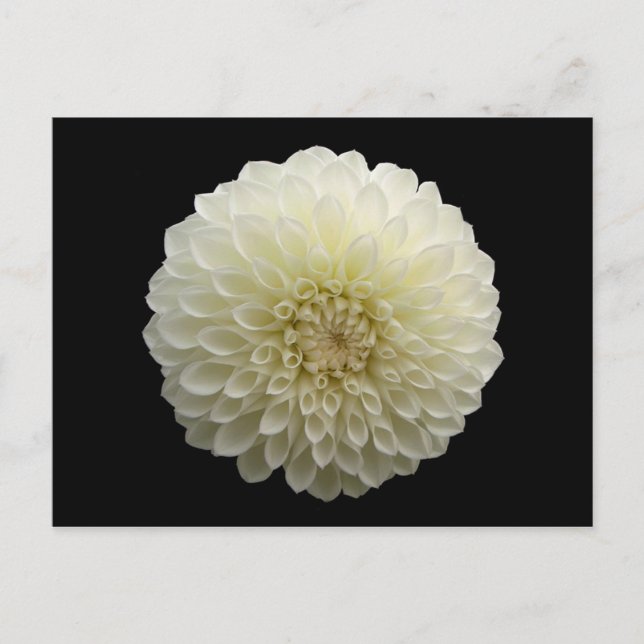 White Jomanda (Dahlia) Postcard (Front)