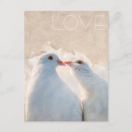 White Kissing Doves _ Love customizable Postcard