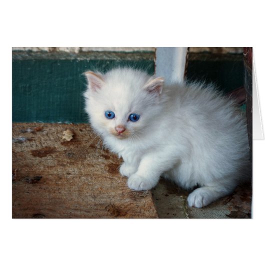 White Kitten (Front Horizontal)