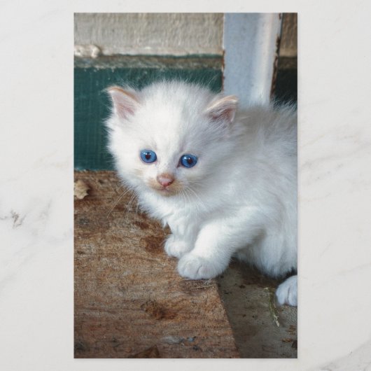 White Kitten (Front)