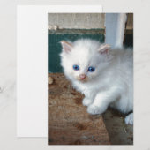 White Kitten (Front/Back)