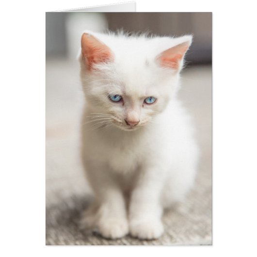 White Kitten Cards (Front)