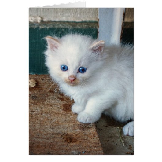 White Kitten Cards (Front)