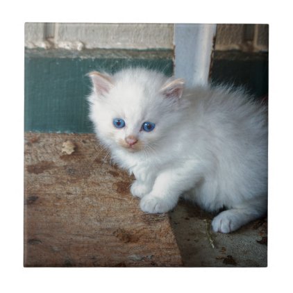 White Kitten Ceramic Tile