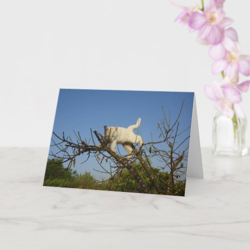 White Kitten Climbing Almond Tree Card