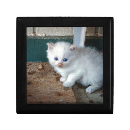 White Kitten Gift Box