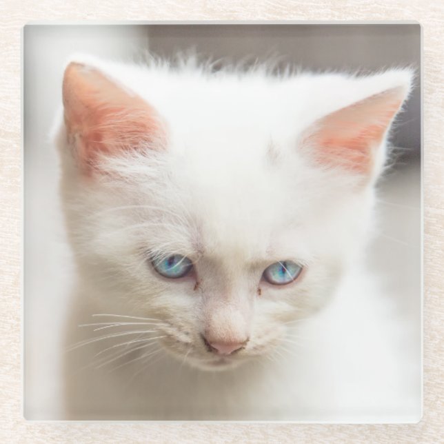 White Kitten Glass Coaster (Front)