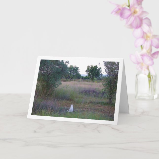 White Kitten in Campo Card (Orchid)