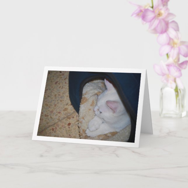 White Kitten in Cat Bed Card (Orchid)
