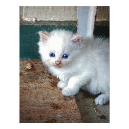 White Kitten Letterhead