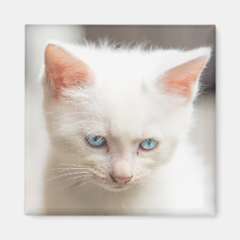 White Kitten Magnet