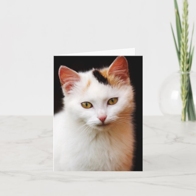 White Kitten Note Card (Front)