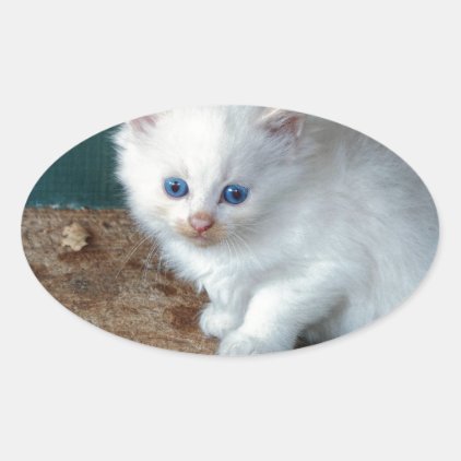 White Kitten Oval Sticker