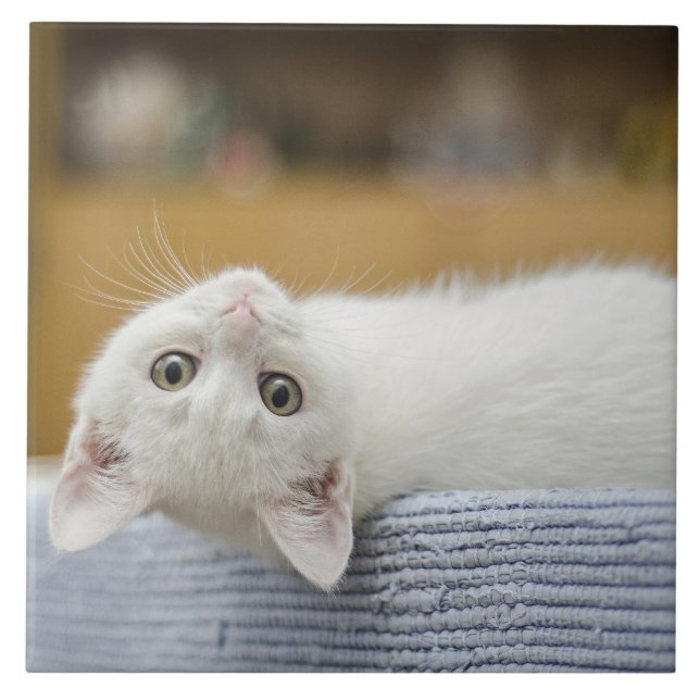 White Kitten Pet Ceramic Tile (Front)