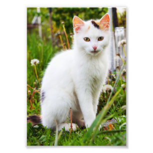 White Kitten Photo Print