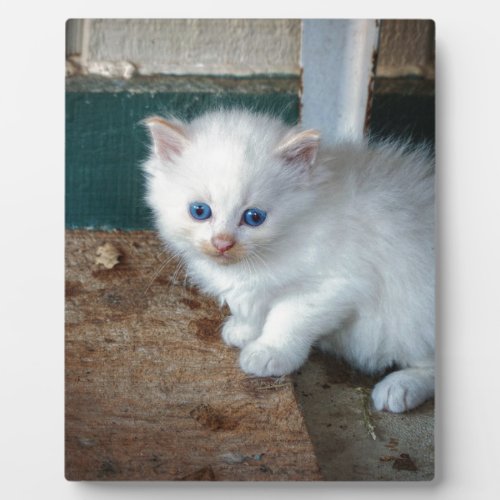 White Kitten Plaque