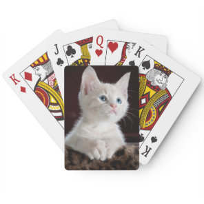 White kitten playing cards. poker cards