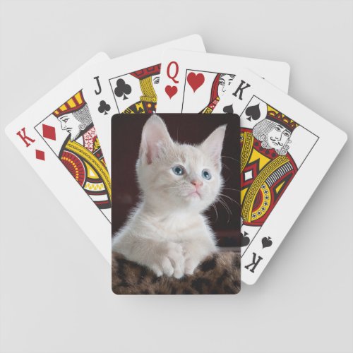 White kitten playing cards poker cards