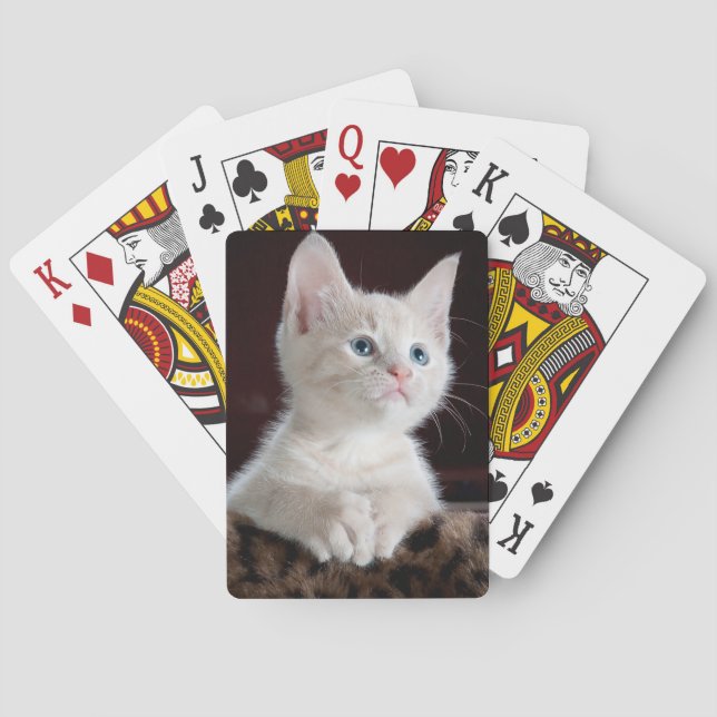 White kitten playing cards. poker cards (Back)