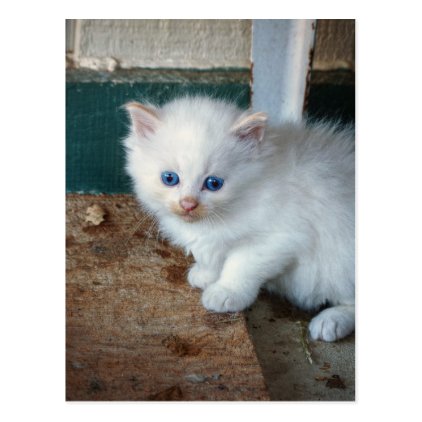 White Kitten Postcard