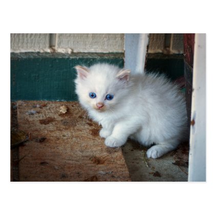 White Kitten Postcard