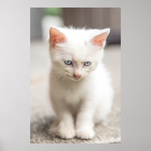 White Kitten Poster