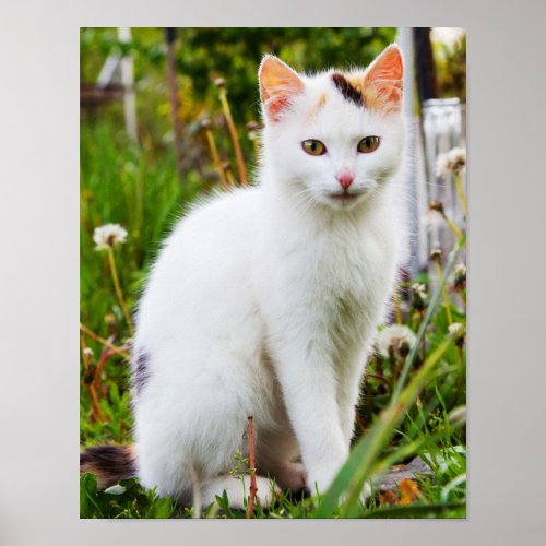 White Kitten Poster