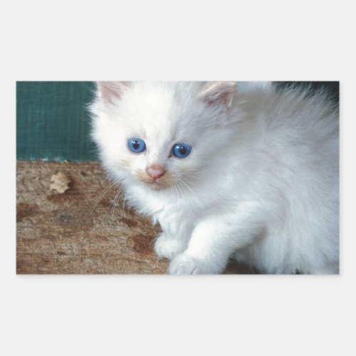 White Kitten Rectangular Sticker