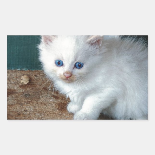 White Kitten Rectangular Sticker (Front)