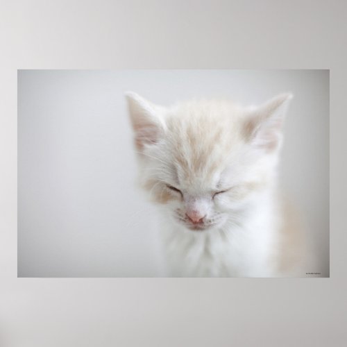 White Kitten Sleeping Poster