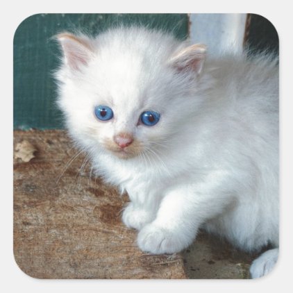 White Kitten Square Sticker