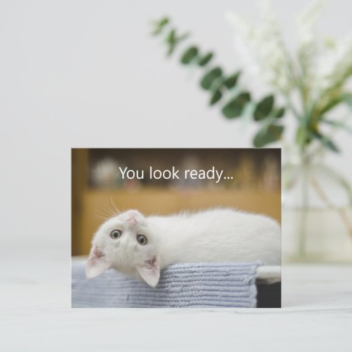 White Kitten Welcome Back to School Postcards | Zazzle