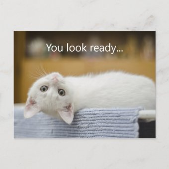 White Kitten Welcome Back to School Postcards | Zazzle