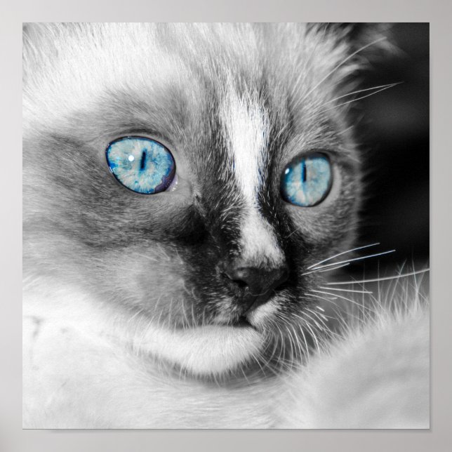 White Kitten with Blue Eyes Poster (Front)