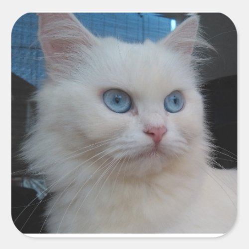 White Kitty Cat with Blue Eyes Square Sticker