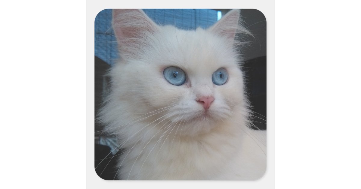 White Kitty Cat With Blue Eyes Square Sticker Zazzle Com
